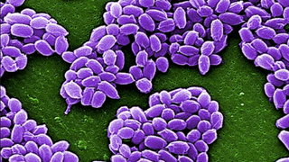 Pentagon Knuckleheads Mistakenly Sent Anthrax to Canada and Australia